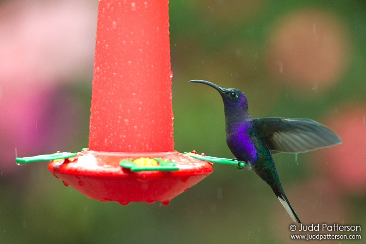 Violet Sabrewing, La Paz Waterfall Gardens, Alajuela, Costa Rica