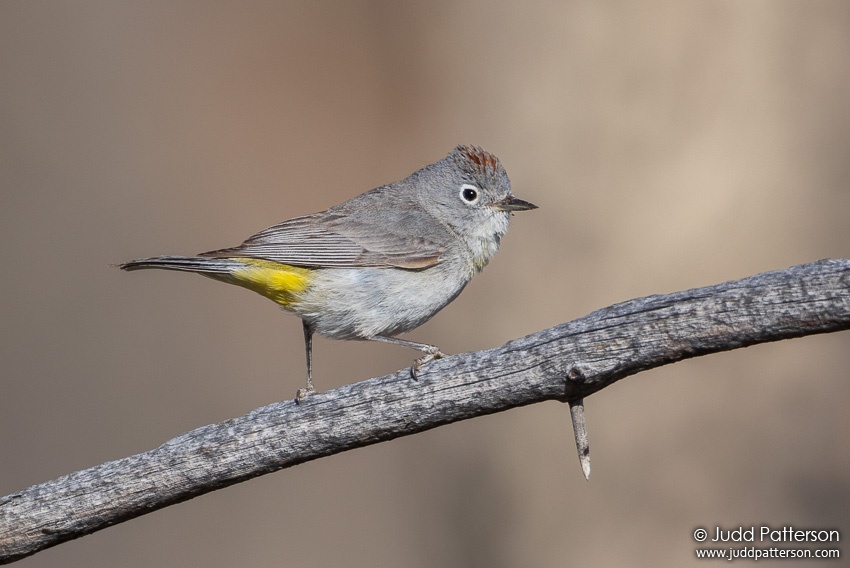 Virginia's Warbler, Gila National Forest, New Mexico, United States