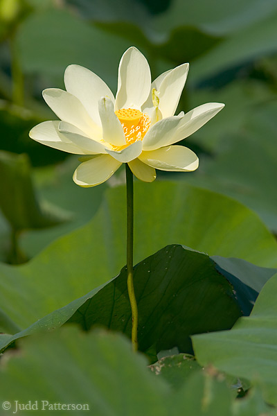 American Lotus, DeSoto National Wildlife Refuge, Nebraska, United States