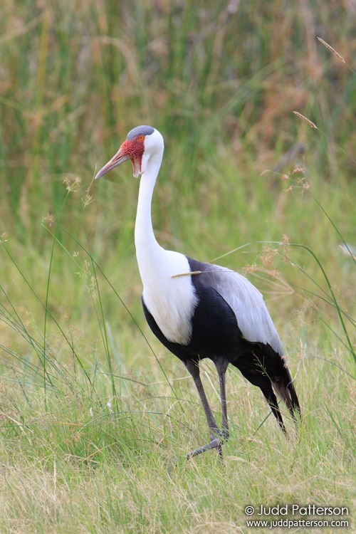 Wattled Crane, Moremi Game Reserve, Botswana