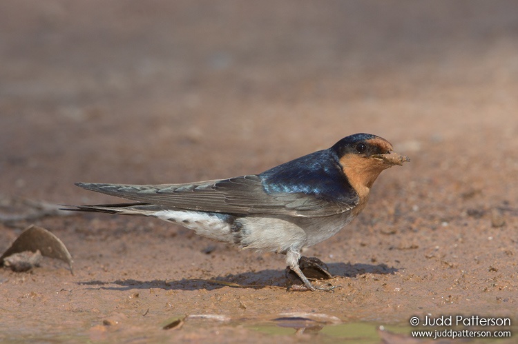 Welcome Swallow, Dandenong Ranges National Park, Victoria, Australia