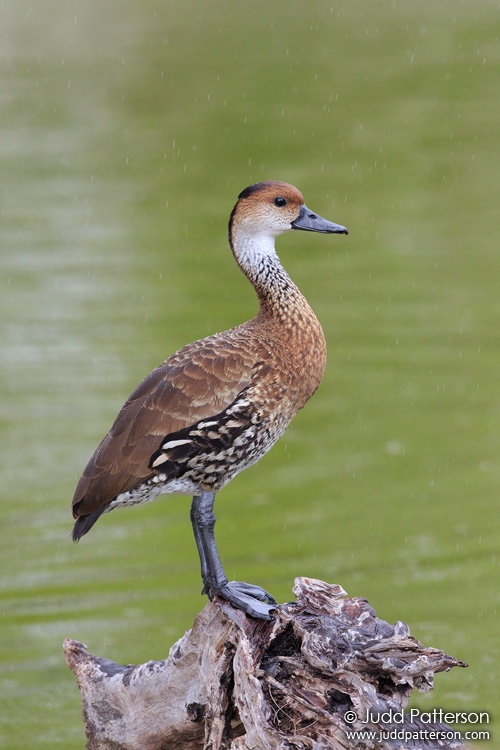 West Indian Whistling-Duck, Grand Cayman, Cayman Islands