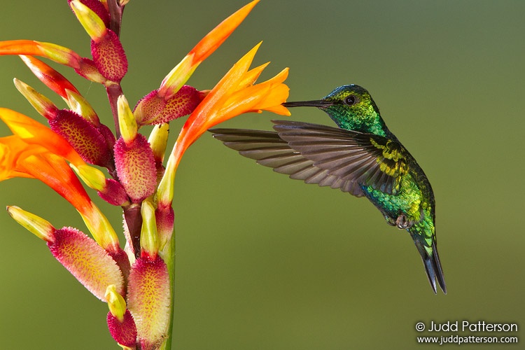 Western Emerald, Tandayapa Bird Lodge, Ecuador