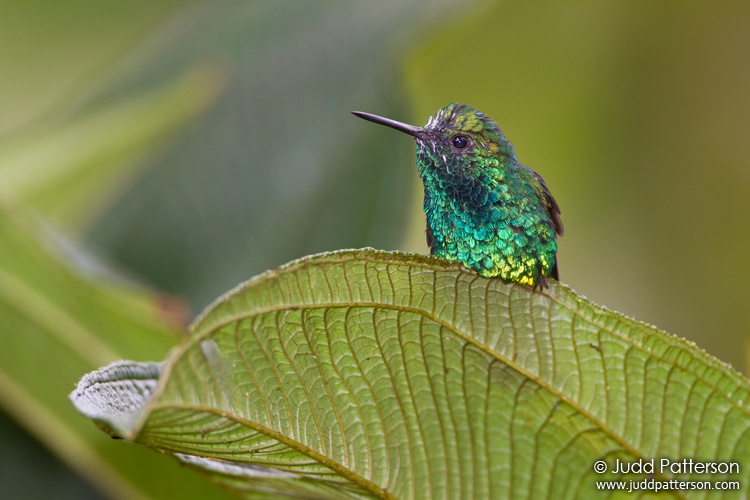 Western Emerald, Tandayapa Bird Lodge, Ecuador