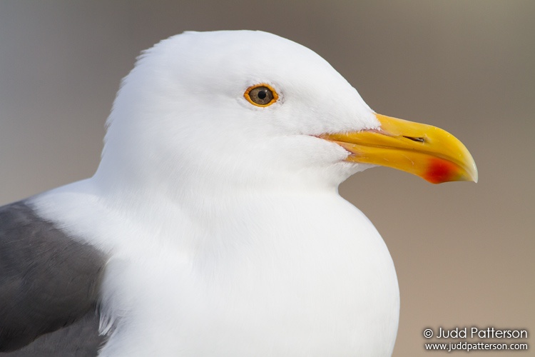 Western Gull, Marina del Rey, California, United States