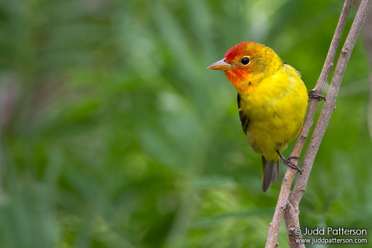 Western Tanager, South Padre Island, Texas, United States