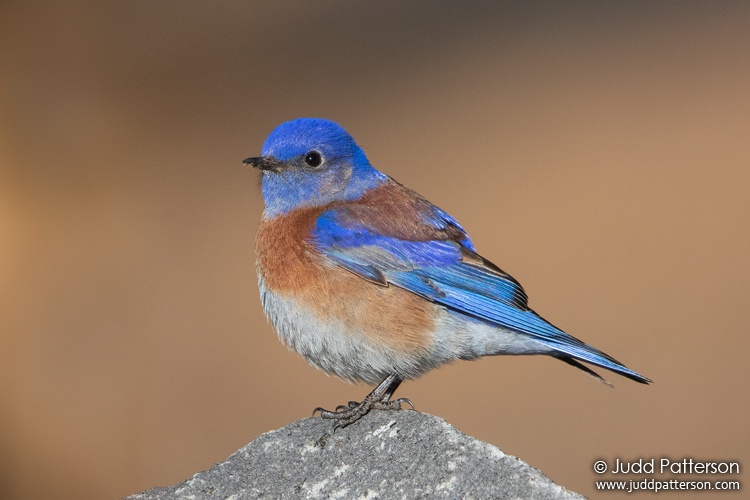 Western Bluebird, Flagstaff, Arizona, United States