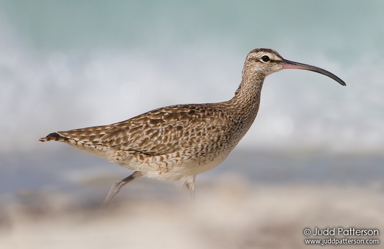 Whimbrel, Dry Tortugas National Park, Florida, United States