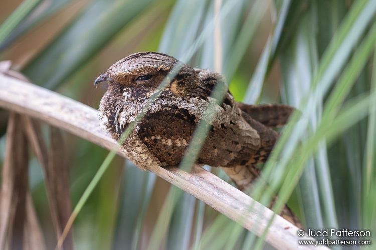 Eastern Whip-poor-will, Green Cay Wetlands, Florida, United States