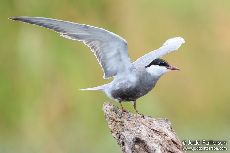 Whiskered Tern, Chobe National Park, Botswana