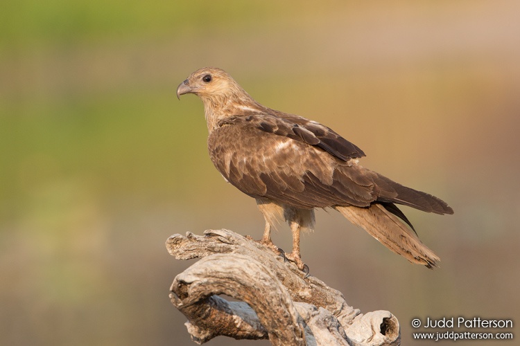 Whistling Kite, Mary River National Park, Northern Territory, Australia