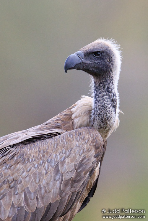 White-backed Vulture, Zimbabwe
