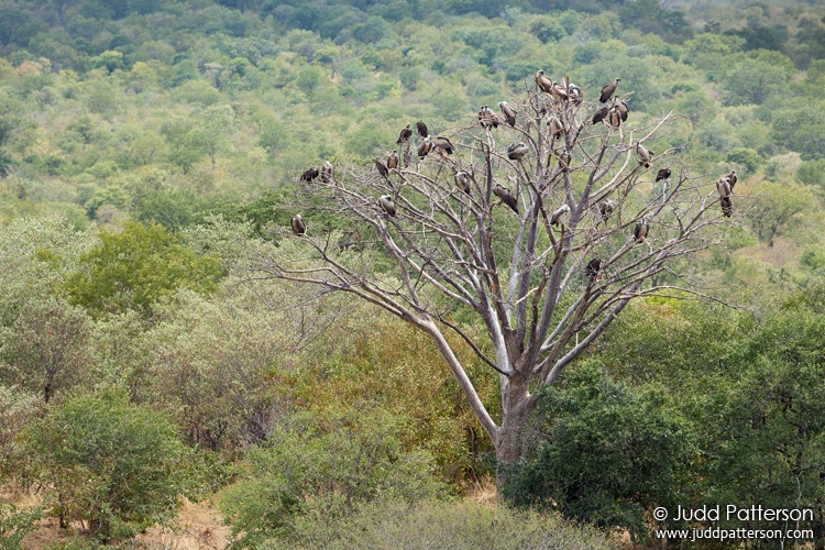 White-backed Vulture, Zambezi National Park, Zimbabwe