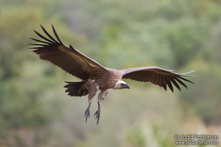 White-backed Vulture, Victoria Falls, Zimbabwe