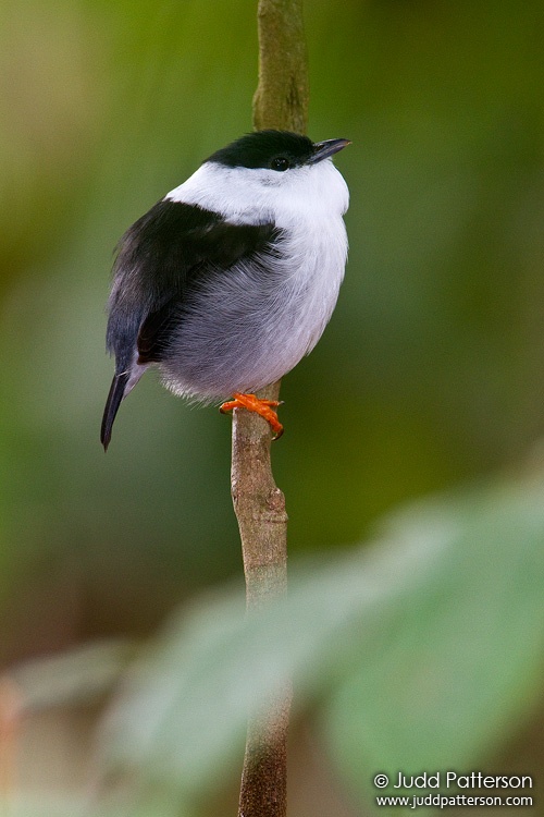 White-bearded Manakin, Asa Wright Nature Center, Trinidad, Trinidad and Tobago