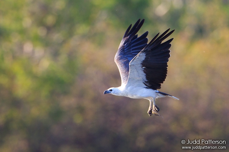 White-bellied Sea-Eagle, Kakadu National Park, Northern Territory, Australia