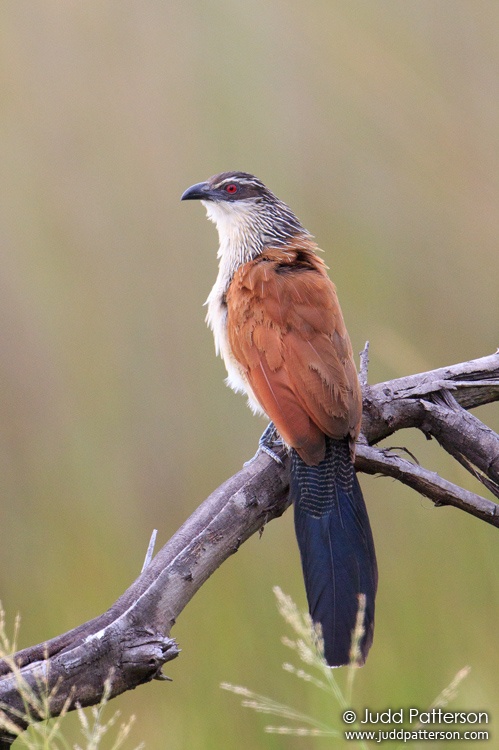 White-browed Coucal, Moremi Game Reserve, Botswana