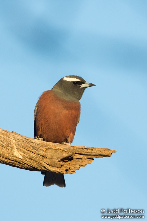 White-browed Woodswallow, New South Wales, Australia