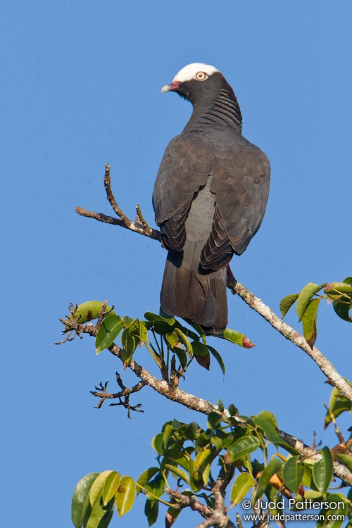 White-crowned Pigeon, Everglades National Park, Florida, United States
