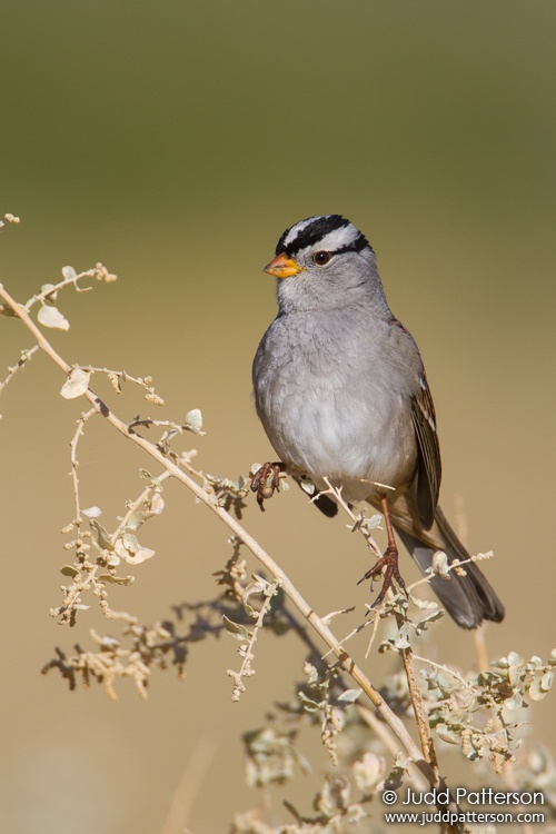 White-crowned Sparrow, Henderson Bird Viewing Preserve, Nevada, United States