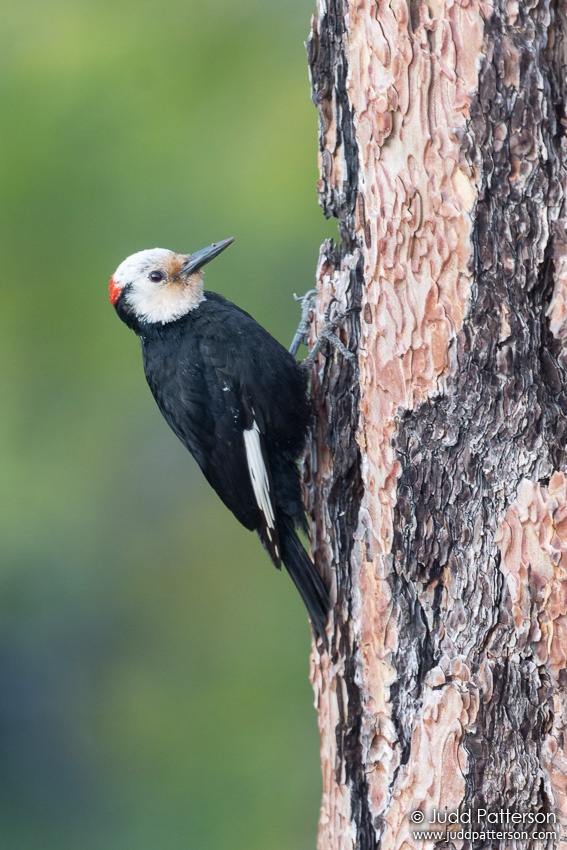 , California, United States