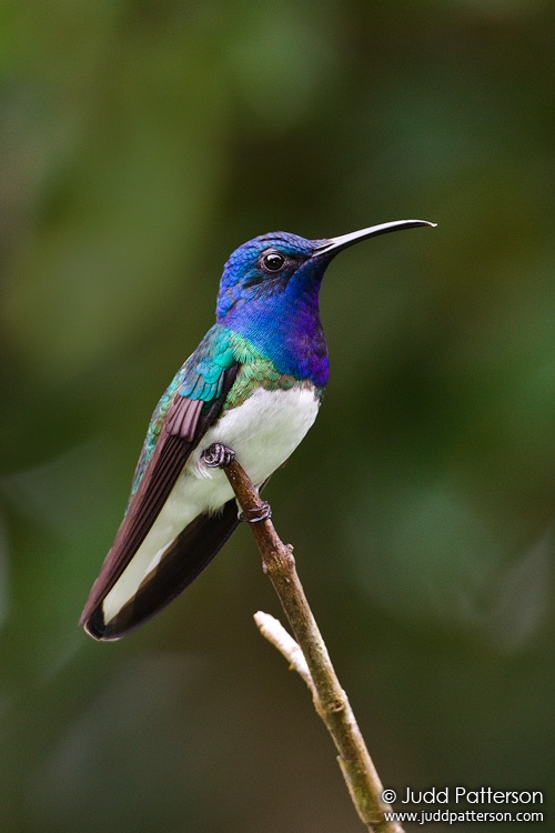 White-necked Jacobin, Rancho Naturalista, Cartago, Costa Rica