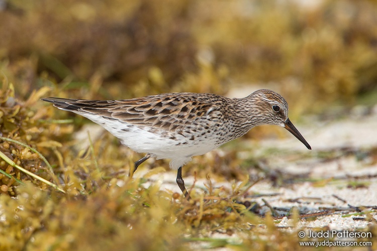 White-rumped Sandpiper, Dry Tortugas National Park, Florida, United States