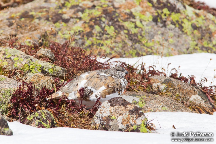 White-tailed Ptarmigan, White River National Forest, Colorado, United States