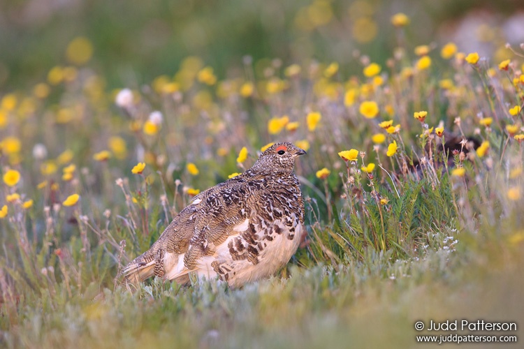 White-tailed Ptarmigan, Rocky Mountain National Park, Colorado, United States