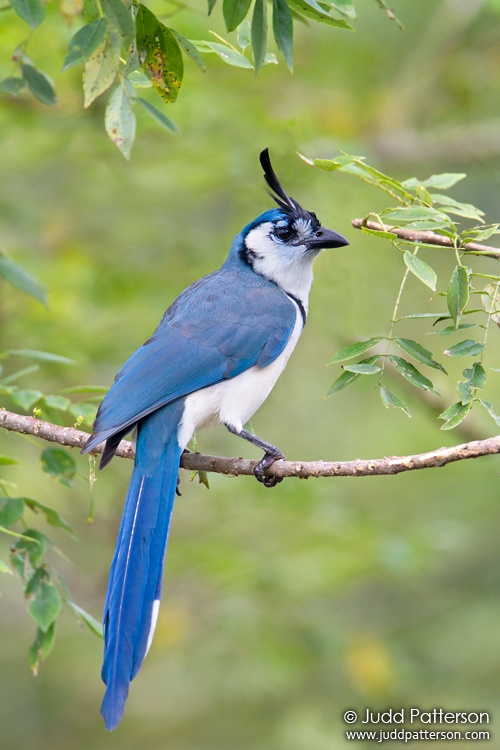 White-throated Magpie-Jay, Alajuela, Costa Rica