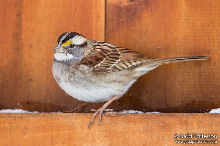 White-throated Sparrow, Port Jefferson Station, New York, United States