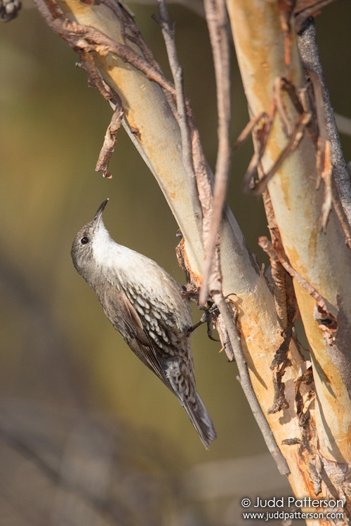 White-throated Treecreeper, Capertee Valley, New South Wales, Australia