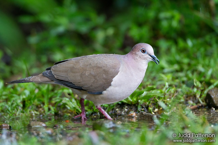 White-tipped Dove, Bosque de Paz, Alajuela, Costa Rica
