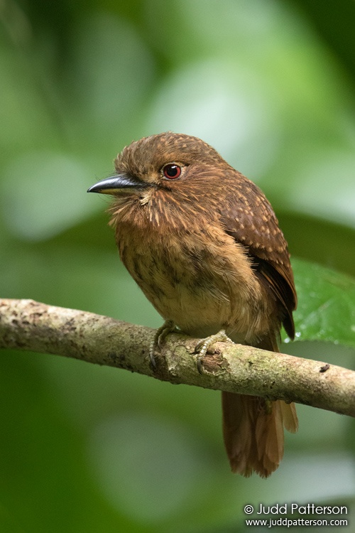 White-whiskered Puffbird, St. Herman's Blue Hole National, Belize
