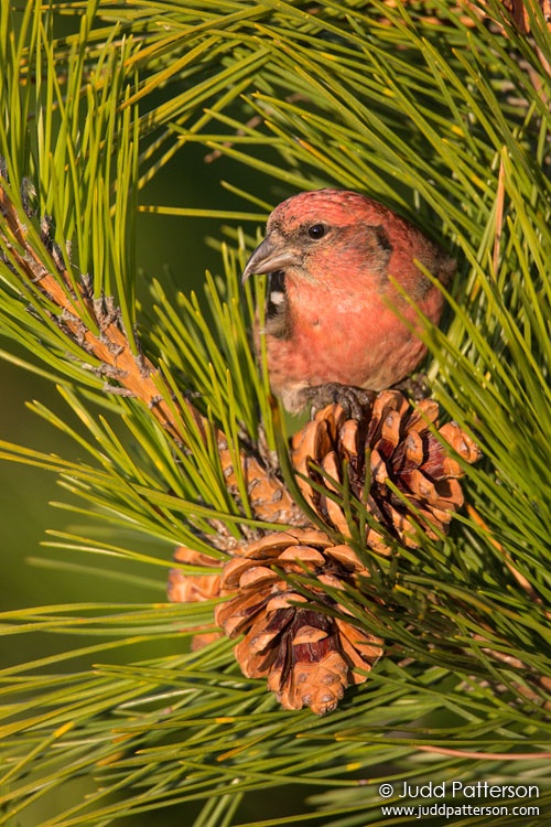 White-winged Crossbill, Heckscher State Park, New York, United States