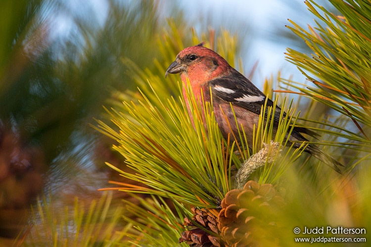 White-winged Crossbill, Heckscher State Park, Suffolk County, New York, United States