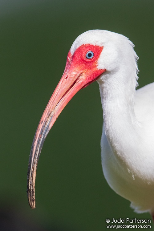 White Ibis, Highland Oaks Park, Florida, United States
