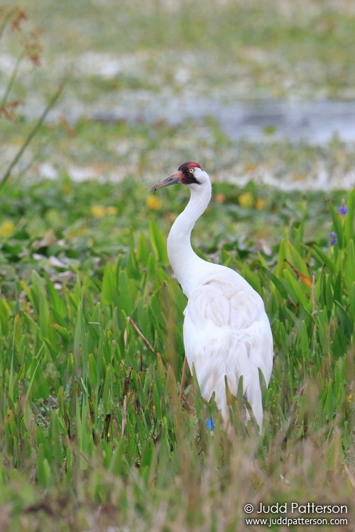 Whooping Crane, Sweetwater Wetlands, Alachua County, Florida, United States