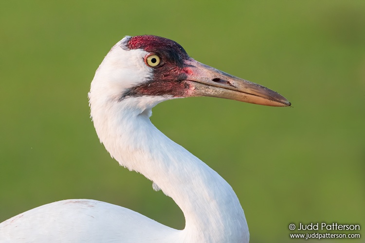 Whooping Crane, Polk County, Florida, United States