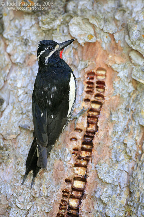 Williamson's Sapsucker, Wasatch-Cache National Forest, Utah, United States