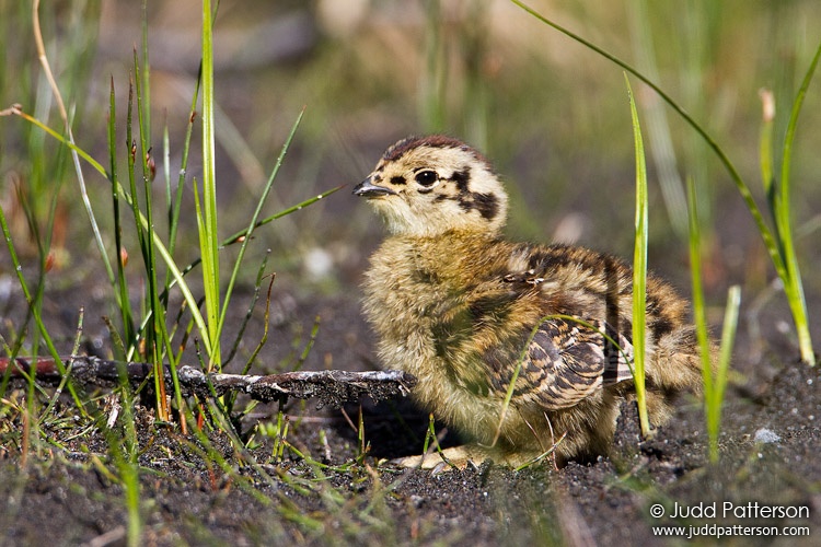 Willow Ptarmigan, Denali National Park, Alaska, United States