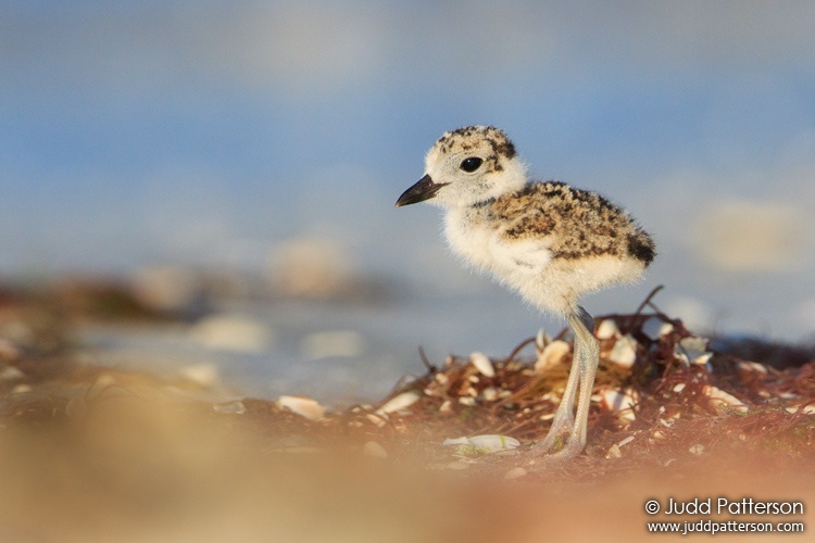 Wilson's Plover, Estero Lagoon, Florida, United States