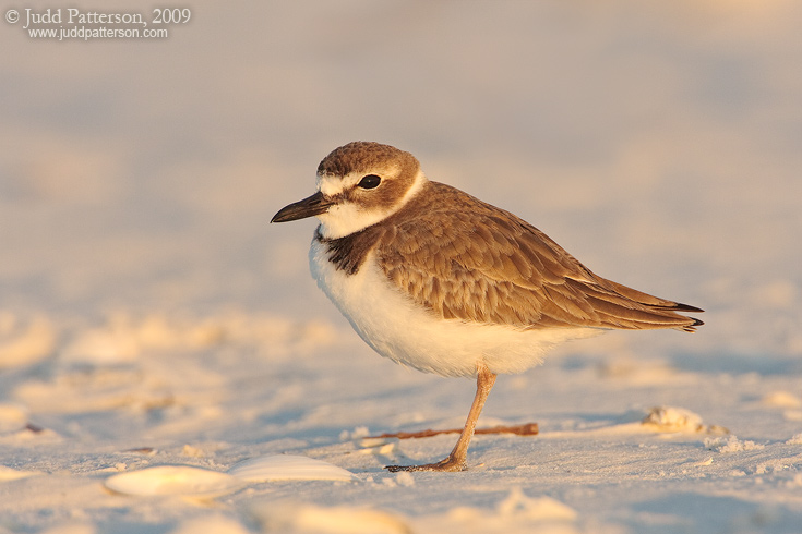 Wilson's Plover, Little Estero Lagoon, Florida, United States