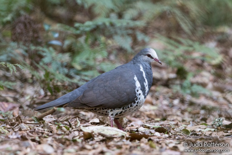 Wonga Pigeon, Lamington National Park, Queensland, Australia