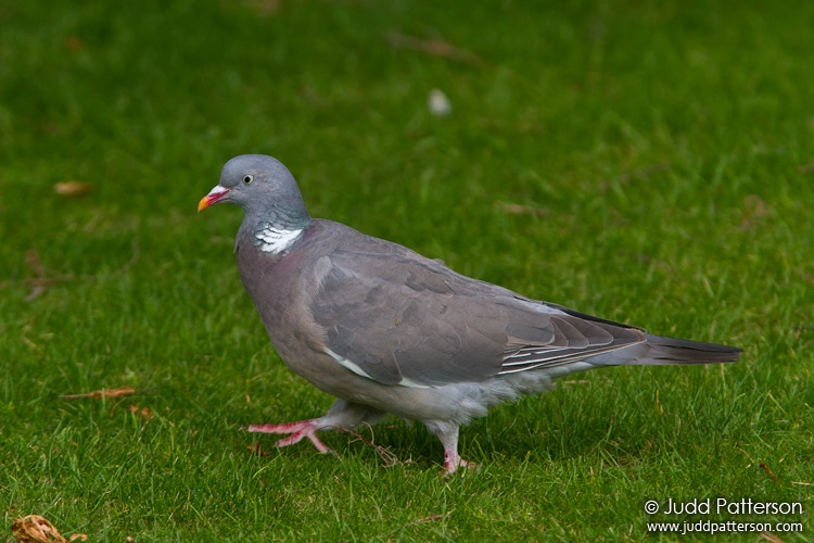 Common Wood Pigeon, Salisbury, United Kingdom