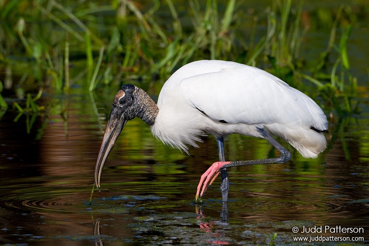 Wood Stork, Green Cay Wetlands, Florida, United States