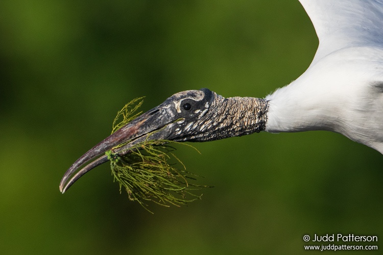 Wood Stork, Wakodahatchee Wetland, Palm Beach County, Florida, United States