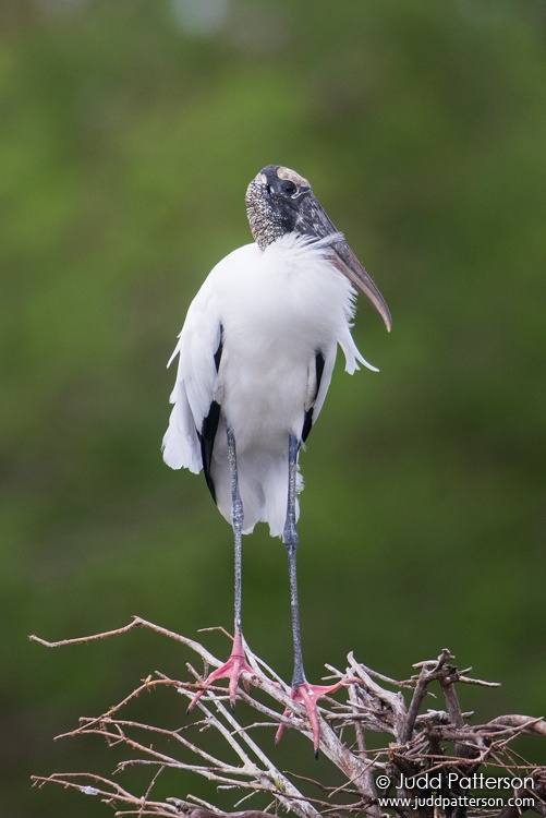 Wood Stork, Wakodahatchee Wetland, Palm Beach County, Florida, United States