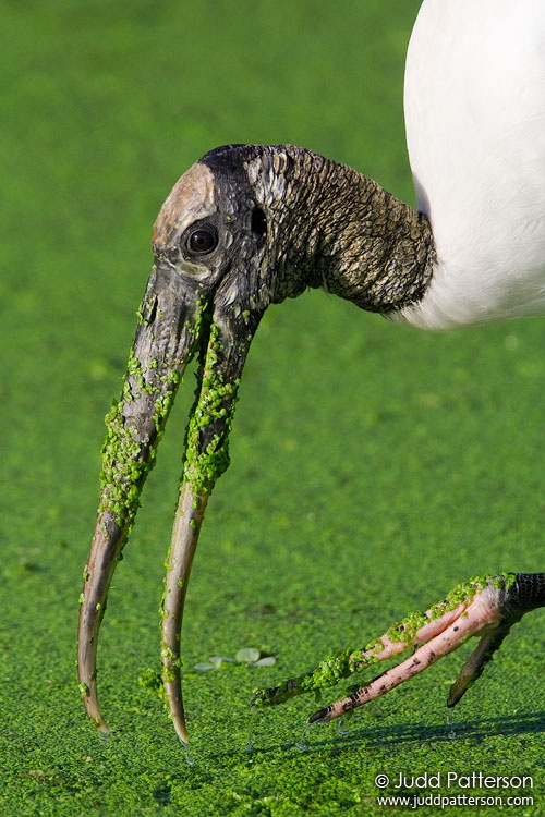 Wood Stork, Green Cay Wetlands, Florida, United States