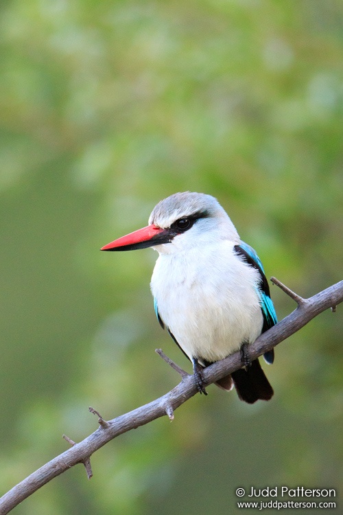 Woodland Kingfisher, Khwai, Botswana